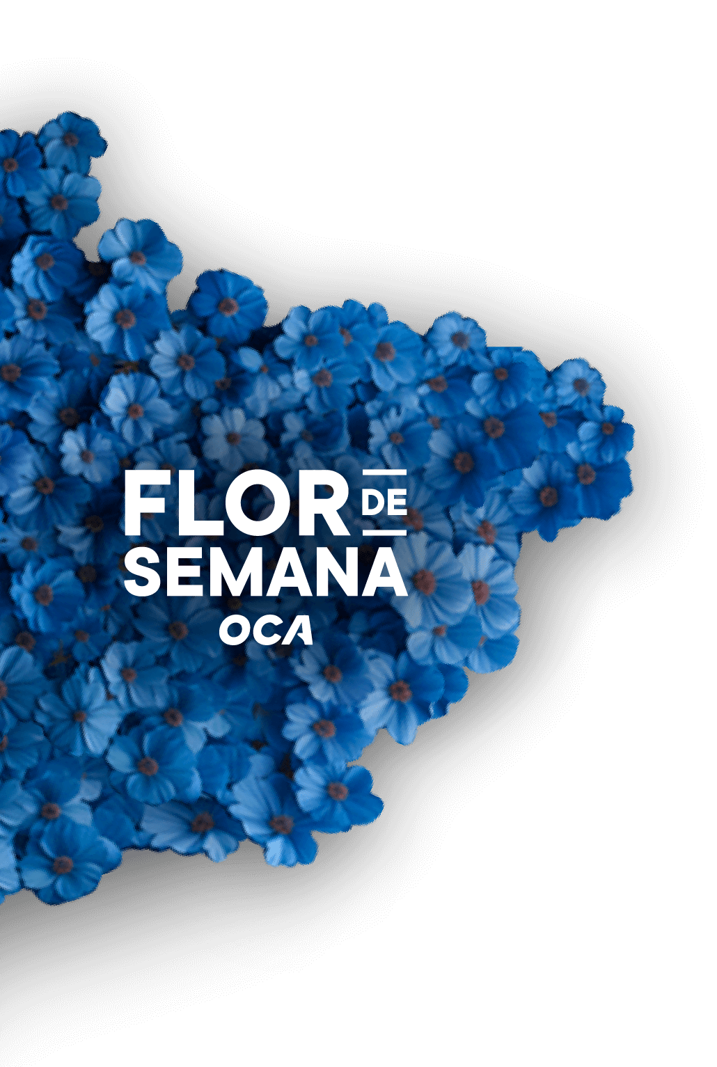 Flor de Semana OCA.